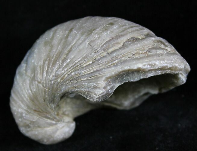 Gryphaea (Devil's Toenail) Fossil Oyster - Jurassic #25970